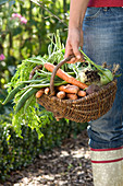 Frau mit Korb voll frisch geernteten Daucus carota (Karotten, Möhren)