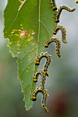 Die Raupen der Breitfüßigen Birkenblattwespe