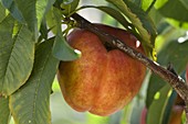 Prunus persica 'Flavortop' (Nektarine)