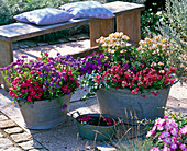 Summer flowers in old zinc buckets