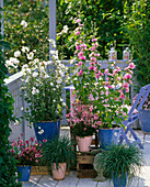 Alcea 'Park Rondell' (Stockrose), Lavatera olbia 'Barnsley'