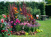 Dahlia (Dahlien), Atriplex (rote Melde), Agastache (Duftnessel)