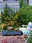 Thunbergia alata (black-eyed Susanne)