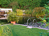 Swimming pond with ladder, Chamaerops humilis (dwarf palm)