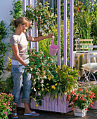 Screen with planter box and suspended pots (1/2)