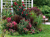 Rotes Beet mit Kübelpflanzen, Stauden, Gräsern und Sommerblumen