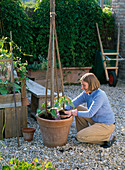 LOHAS - Serie: Feuerbohnen in Kübel pflanzen : 4/8 Frau pflanzt Phaseolus (Feuerbohnen) ein