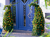 Blue house entrance with Thunbergia alata (Black-eyed Susanne)