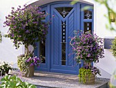 Blauer Hauseingang mit Solanum rantonnetii (Enzian-Bäumchen)