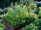 Herb bed with clinker border