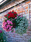 Petunia Sunpleasure 'Pink' (Petunie), Verbena Superbena