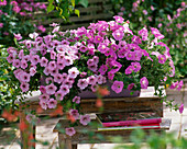 Petunia Calimero 'Rose', 'Candy' (Petunia)