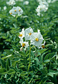 Wothe : Solanum tuberosum (Kartoffel)