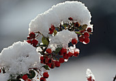 Wothe : Pyracantha (Feuerdorn), Beeren mit Schnee