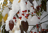 Euonymus (spindle tree), fruit in the snow