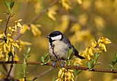 Wothe: Parus major (Great Tit) in Forsythia (Forsythia)