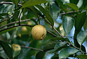 Wothe: Myristica fragrans (Muskatnuß) an Pflanze