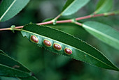 Wothe: Gallen an Salix (Weide)