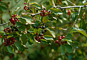 Wothe : Rhamnus frangula (Faulbaum), Zweig mit Früchten