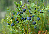 Wothe : Vaccinium myrtillus (Heidelbeeren, Blaubeeren)