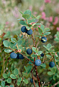 Wothe: Vaccinium uliginosum (bog bilberry) also known as blackberry, bog bilberry or fog bilberry in summer