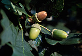Wothe : Quercus robur (Stiel - Eiche) mit Eicheln
