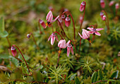 Wothe: Vaccinium oxycoccos syn Oxycoccos palustris (cranberry)