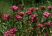 Wothe: Daphne cneorum (Heideröschen, Rosmarin-Seidelbast)