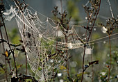 Wothe: Spider web of an Araneidae (wheel web spider) with dew