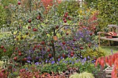 Malus 'Rewena' tree planted with Geranium 'Jolly Bee'