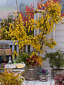 Actinidia arguta 'Issai', in autumn color