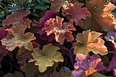 Heuchera 'Creme Brulee' (purple bell)