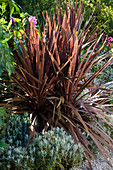 Cordyline australis 'Red Star' (club lily), Helichrysum italicum