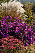 Aster novi-belgii 'Fuldatal' (Glattblattaster, Herbstaster), Sedum