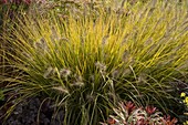 Pennisetum villosum (feather bristle grass)
