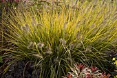 Pennisetum villosum (Federborstengras)