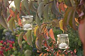 Small glasses as lanterns hung on Prunus (ornamental cherry)