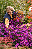 Frau schneidet Blumen für Strauß aus Aster (Herbstastern)