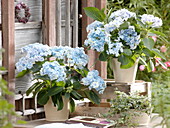 Hydrangea macrophylla 'Forever' (gefüllte Hortensien)