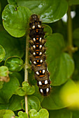 Caterpillar of Euproctis chrysorrhoea (Goldafter)