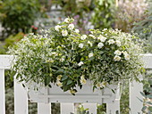 White balcony box with Euphorbia 'Diamond Frost'