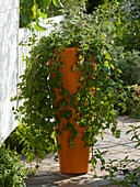 Masai herbs: Plectranthus gladycalica (harp shrub)