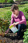 Woman fertilising Paeonia (peonies) in the flowerbed