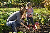 Mother and daughter planting Tulipa (tulip bulbs)