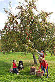 Family with dog picking apples in a meadow orchard