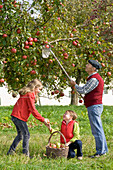 Family picking apple on orchard meadow