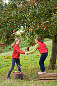 Girl picking apples in a meadow orchard