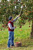 Grandfather picking apple on orchard meadow