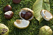 Aesculus (chestnuts) fresh from the husk