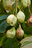 Fruits of Staphylea pinnata (common pimpernut)